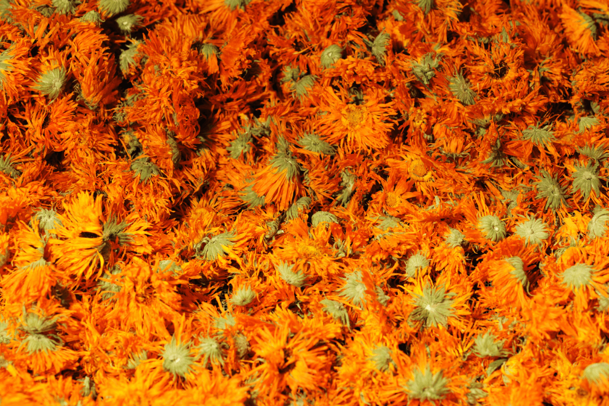 calendula cheval bienfaits
